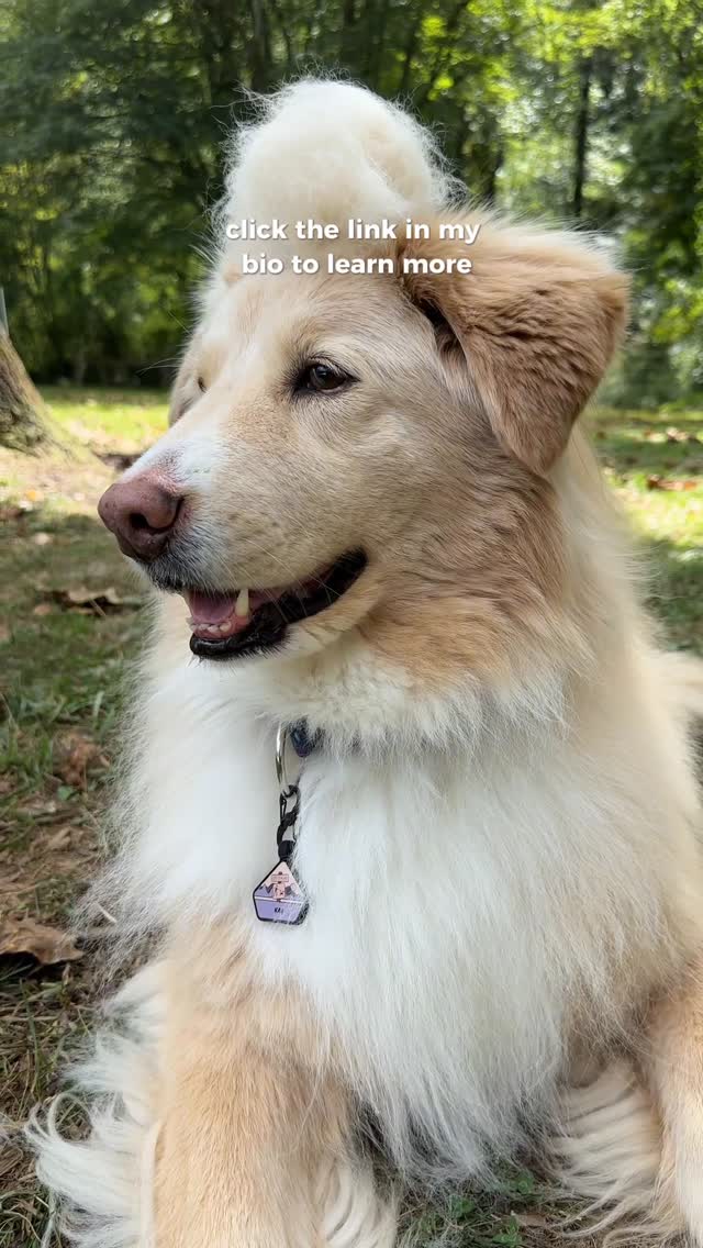 Instagram post by an influencer for FUR4. Caption reads: [...] surprisingly doesn’t mind the @fur4pets....