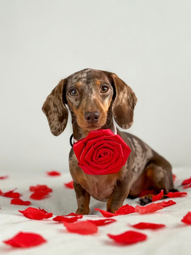 Instagram post by @margotdapple for Cocopup London. Caption reads: just can’t get enough of roses 🌹❤️ i am all about....