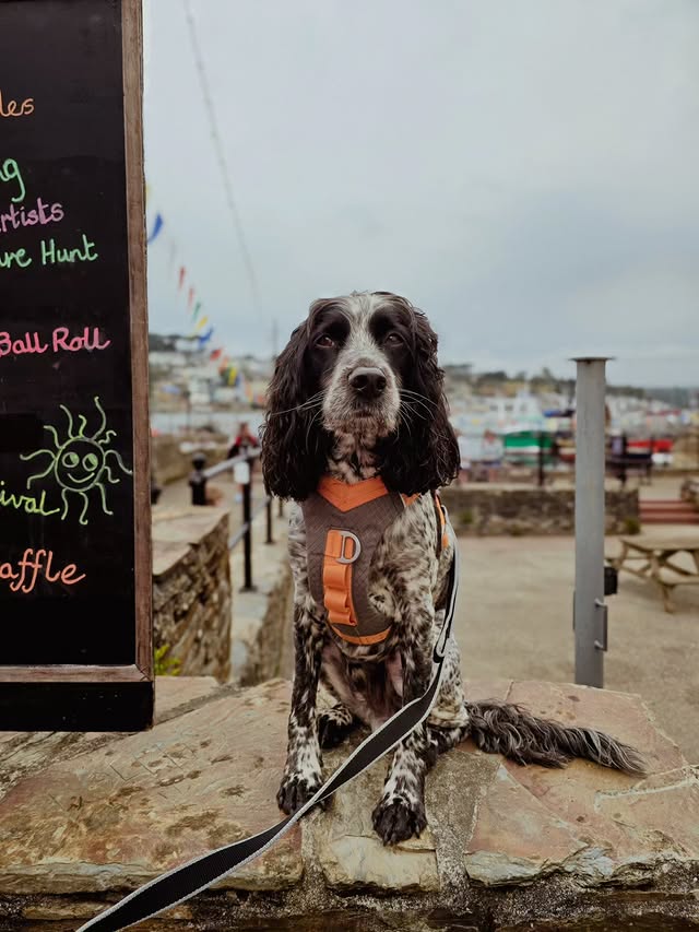 Instagram post by @spanielsbythesea for Kurgo. Caption reads: [...] wear their journey air harnesses from....