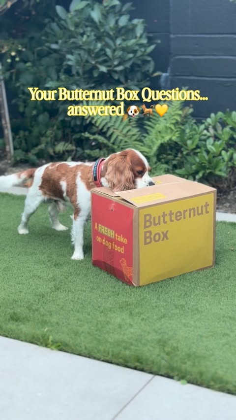 Instagram post by @doireanngarrihy for Butternut Box. Caption reads: [...] for 50% off your first two boxes....