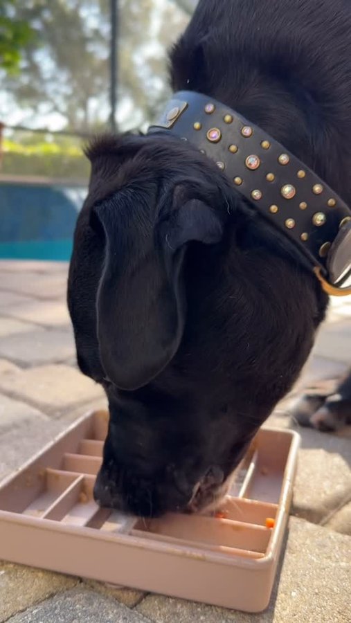 Instagram post by @cypress_thegsp for Dogged. Caption reads: [...] to save 15% off 

✨Using @shopdogged slow....