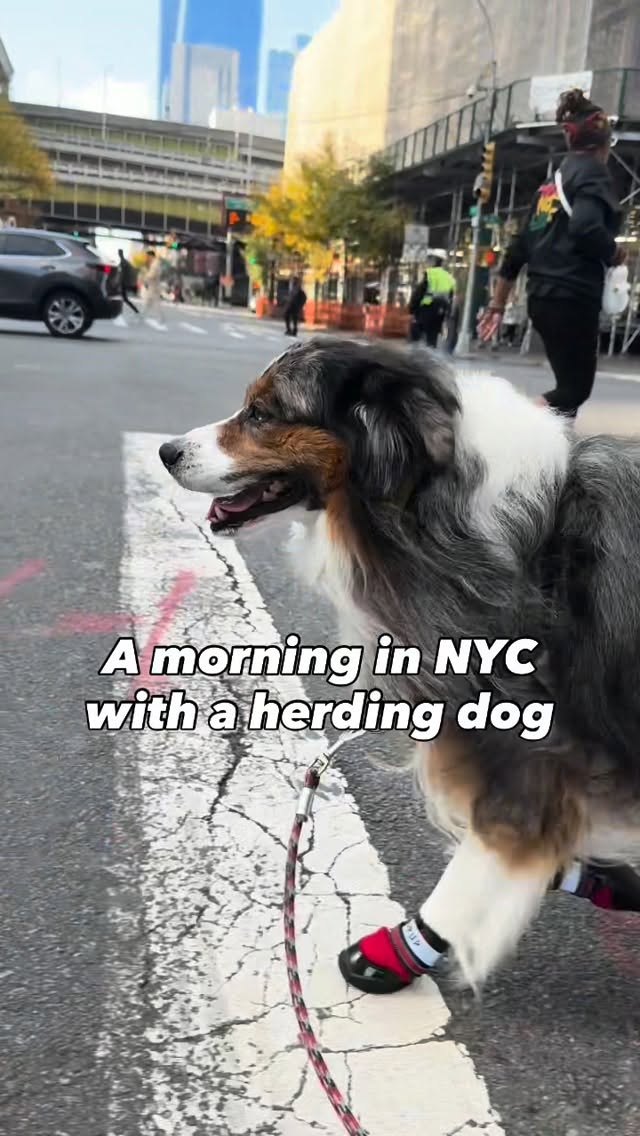 Instagram post by @air.pup for Petco. Caption reads: A 5.5 mile morning walk in NYC. Winston is wearing....