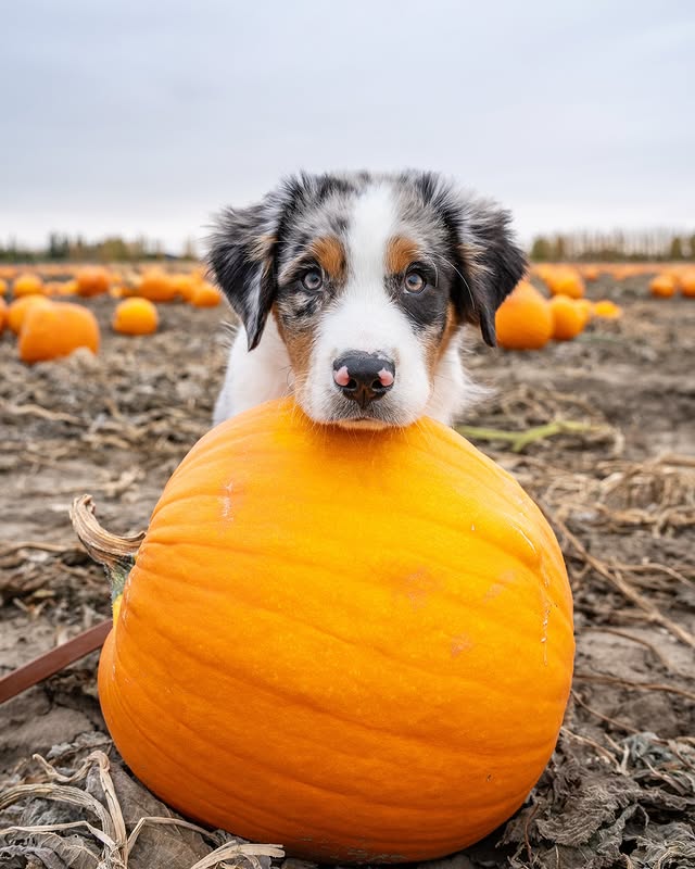 Instagram post by @apollothelilaussie for Strange Tails. Caption reads: [...] Apollo’s photos too!! 🎃 Leash....