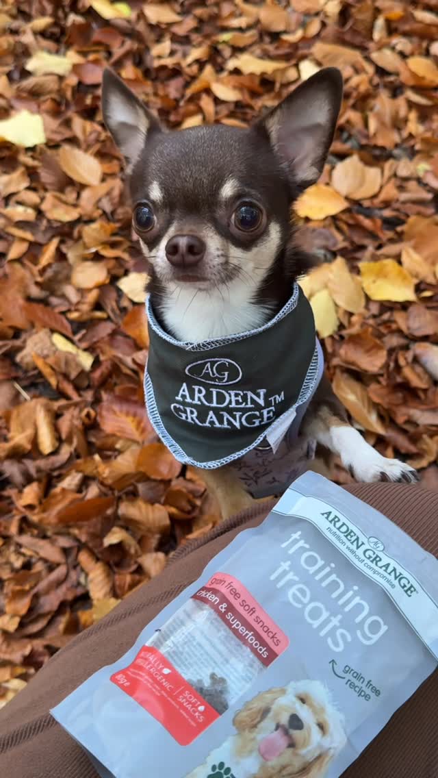 Instagram post by @mila.the.chi for Arden Grange. Caption reads: There’s something truly special about autumn walks....
