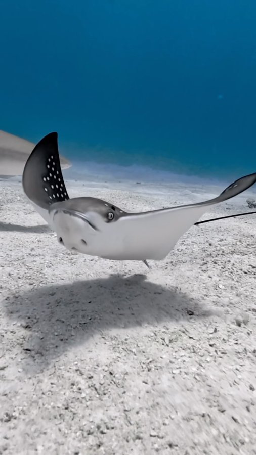 Instagram post by @divingmaldive for Visit Maldives. Caption reads: SPOTTED EAGLE RAY e Dive into World Underwater....