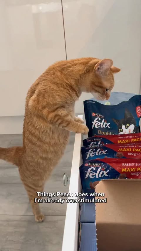 Instagram post by @peachandpablo_ for Purina. Caption reads: [...] none of my business Felix edition 😂🍪....