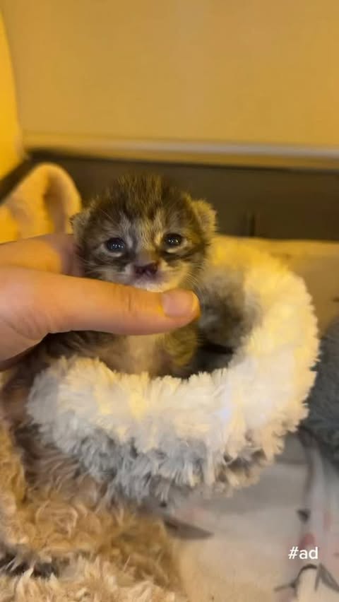 Instagram post by @kittenxlady for Hill's Pet Nutrition. Caption reads: #HillsPartner #Ad Some adoptions are just truly....