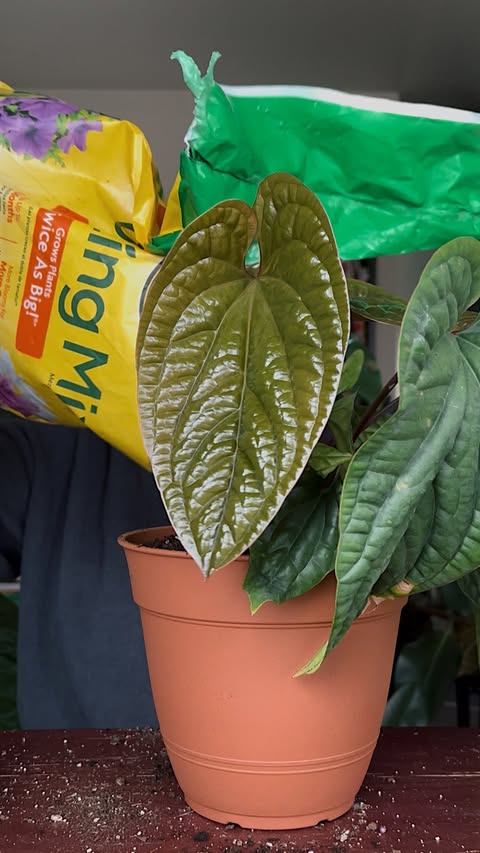 Instagram post by @growingngrowing for Miracle-Gro. Caption reads: [...] anthurium luxurians x radicans with....