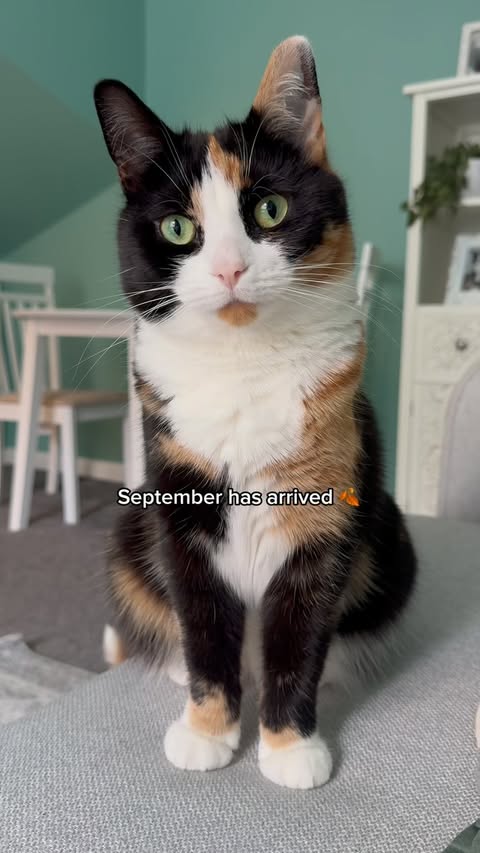 Instagram post by @a.cat.named.callie for Lily's Kitchen. Caption reads: [...] conditions ahead 😹 Thankfully....