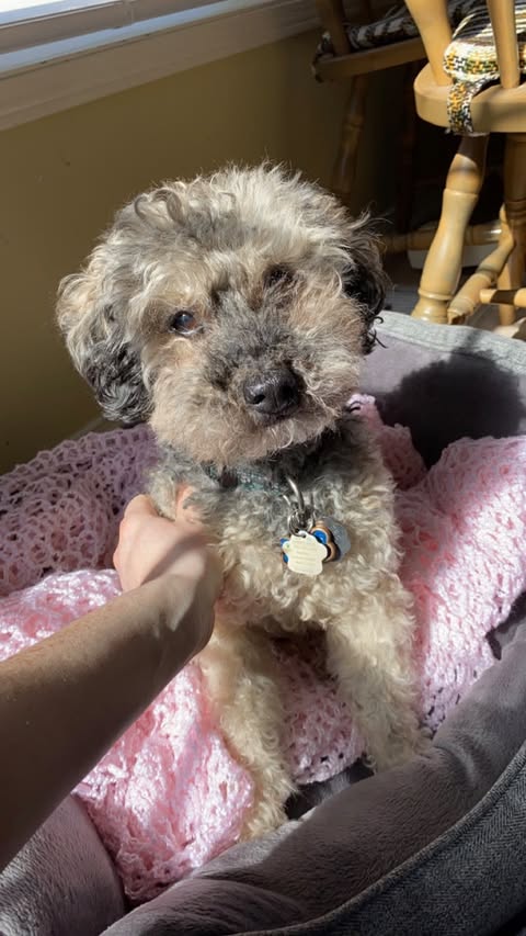 Instagram post by @jeanne_cook3 for PupRing. Caption reads: #AD Visit @pupring for your pets jewelry....