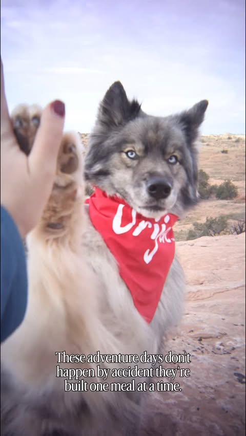 Instagram post by @findyoursummit for ORIJEN Petfoods. Caption reads: Fueling adventure days one bowl at a time with....