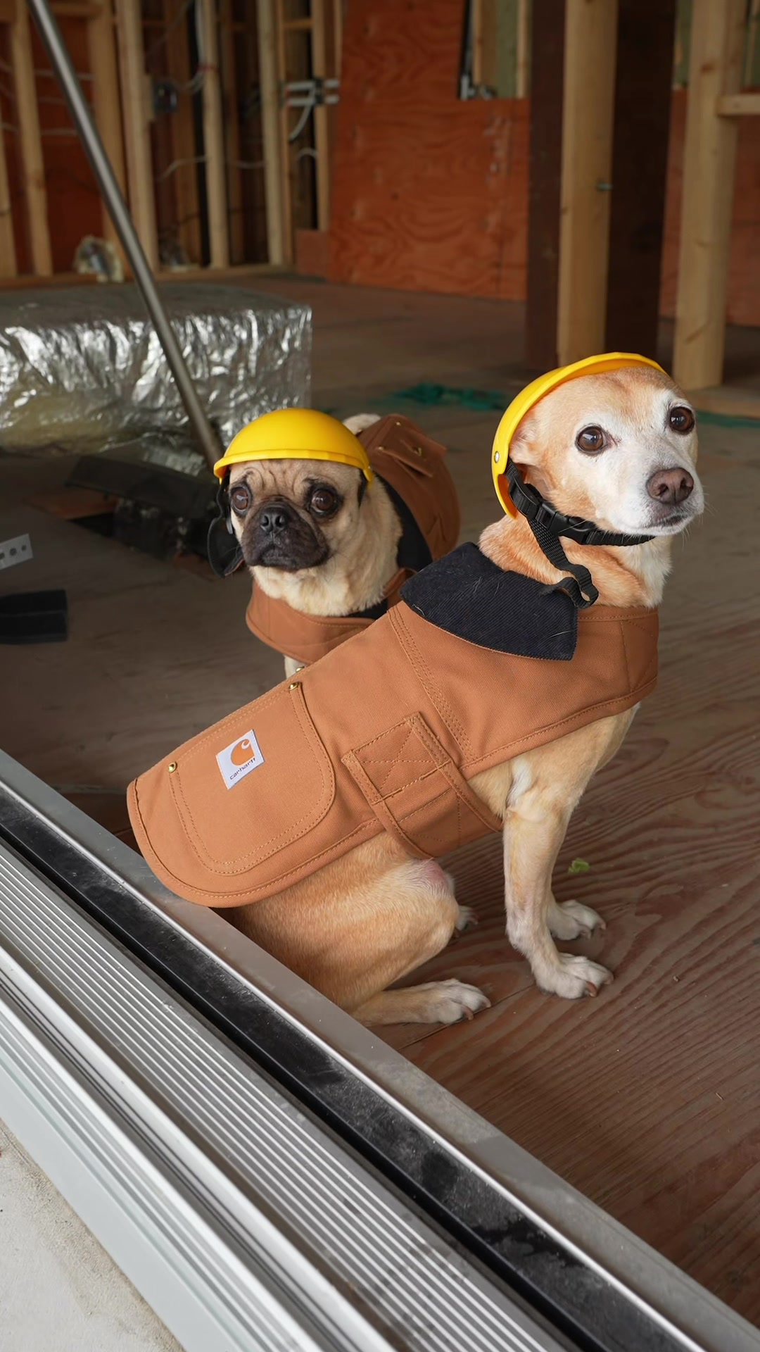 TikTok post by @jenna_phipps for Sundays for Dogs. Caption reads: Thank goodness the boys came to help me today in....