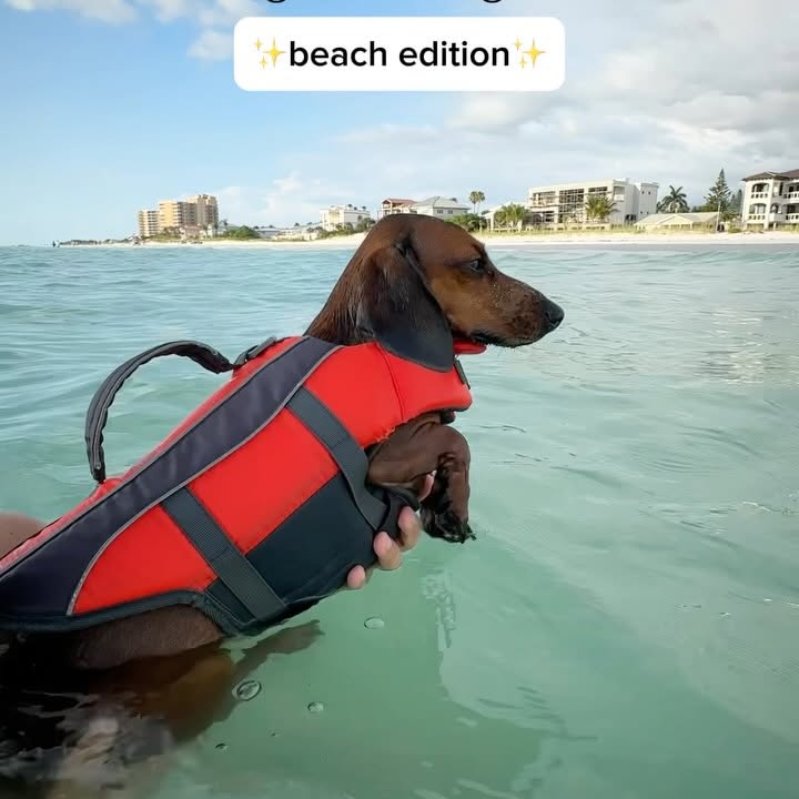 Instagram post by @sprinklestheweenie for Instinct Pet Food. Caption reads: [...] than sandy frito toes...except....