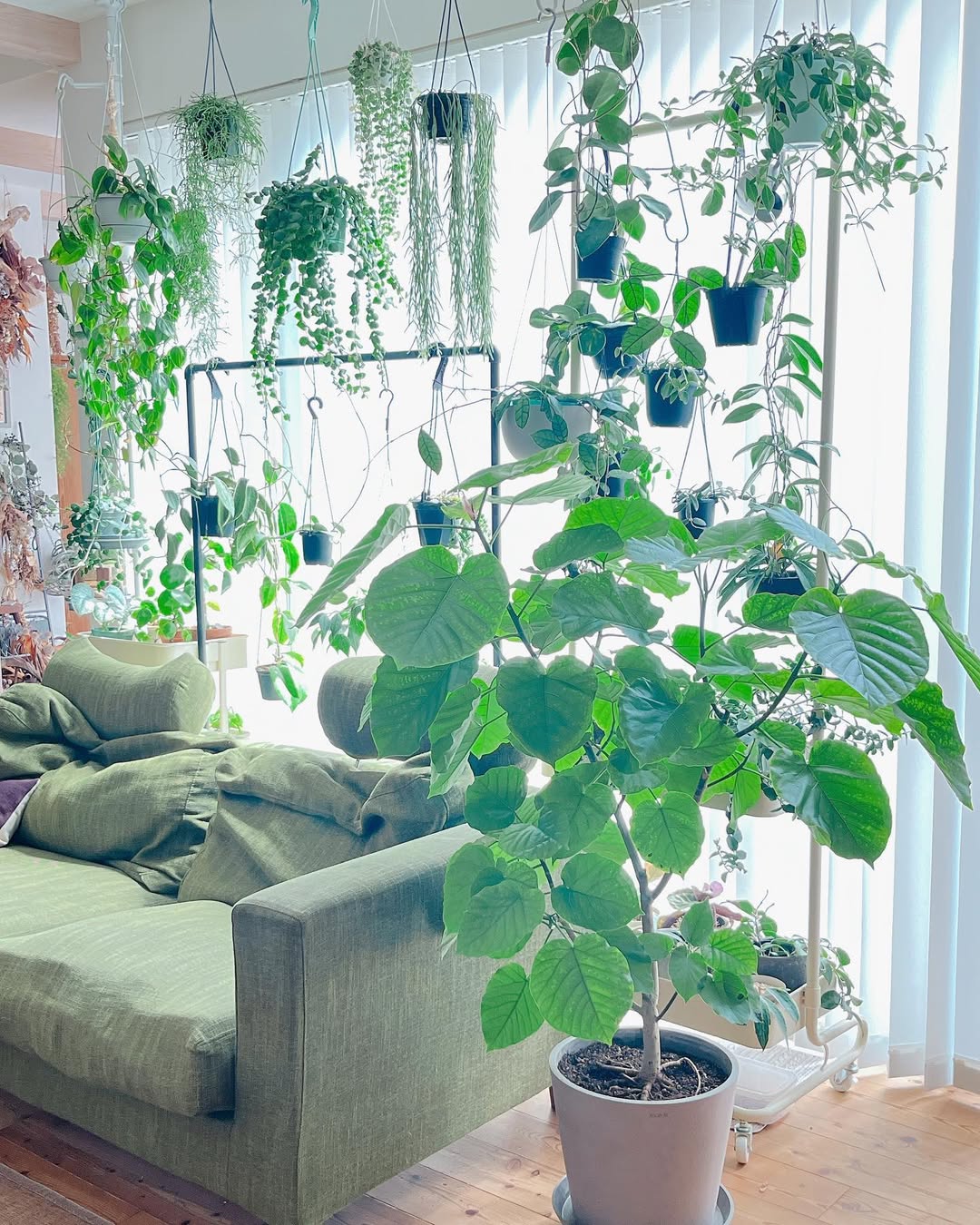 Instagram post by @nacchi_72 for AND PLANTS. Caption reads: 2023.9.7
おはようございます(｡•ᴗ•｡)

我が家に @andplants.jp....