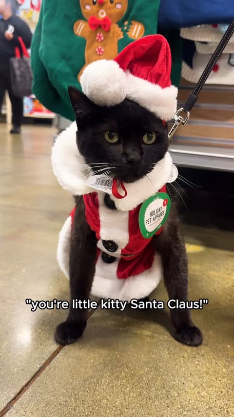 Instagram post by @one_eared_uno for PetSmart. Caption reads: #PetSmartPartner Uno and I visited @petsmart to....