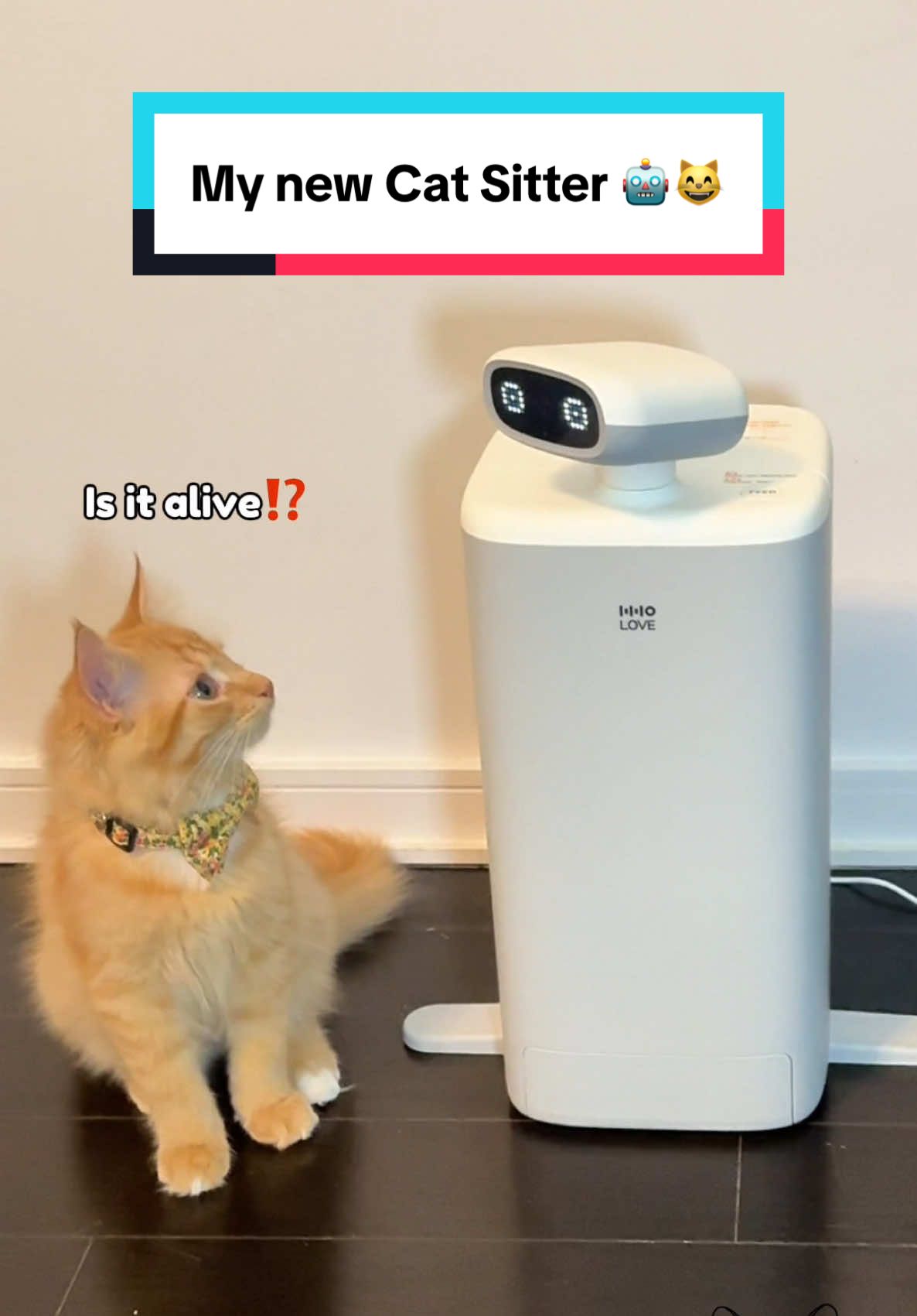 TikTok post by @wasabisushimatcha for Hholove. Caption reads: My new cat sitter 🤖😸‼️ @HHO Official  #feeder....