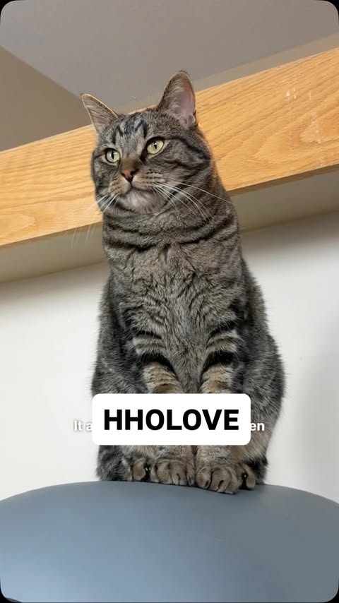 Instagram post by @chipthemanx for Hholove. Caption reads: [...] very loudly. 🐱

We have been using the....