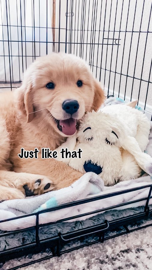 Instagram post by @finley.and.franklin for Snuggle Puppy. Caption reads: [...] didn’t grow out of the puppy eyes 🥺....