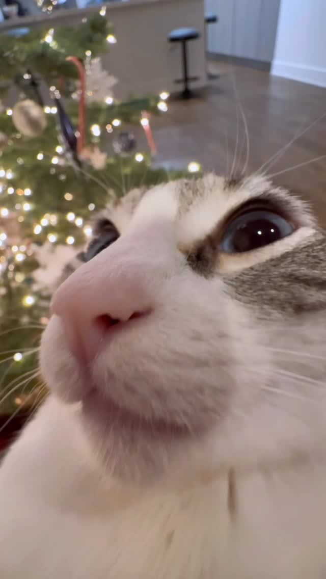 Instagram post by @sulleytheboy for Tractive. Caption reads: if you’re still wonder what to get your favorite....