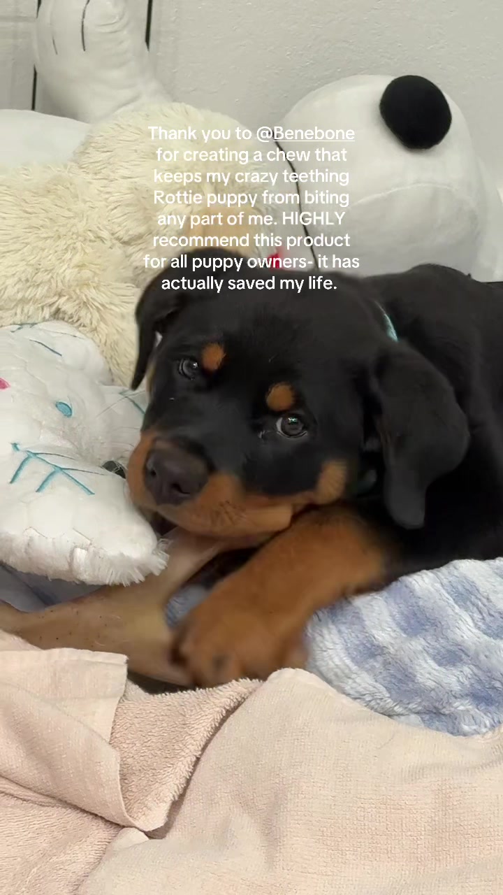 TikTok post by @thetattedtaurus_ for Benebone. Caption reads: [...] all sold out. Thank me later 🥴🙌🏼....