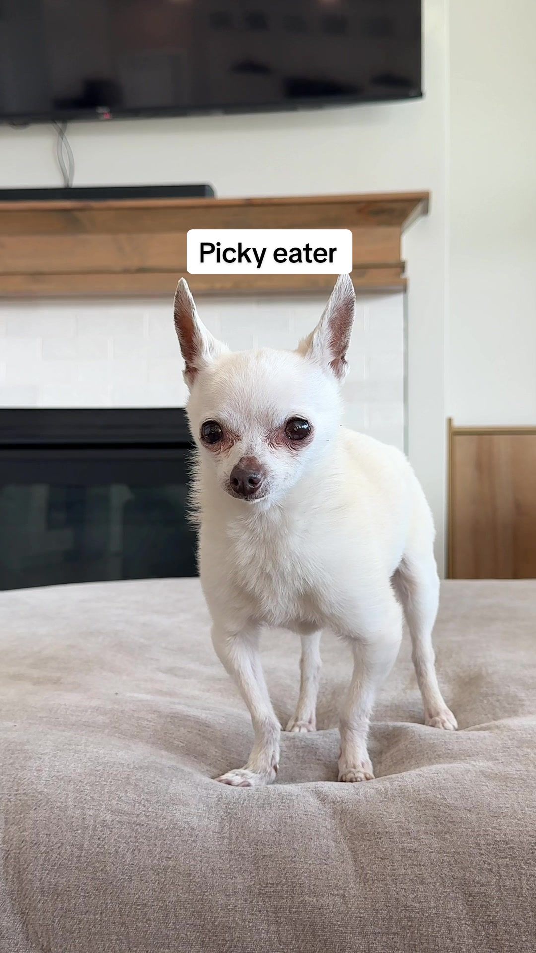 TikTok post by @thestadlerfam for Solid Gold Pet. Caption reads: [...] has slowed down with age, but @Solid Gold....