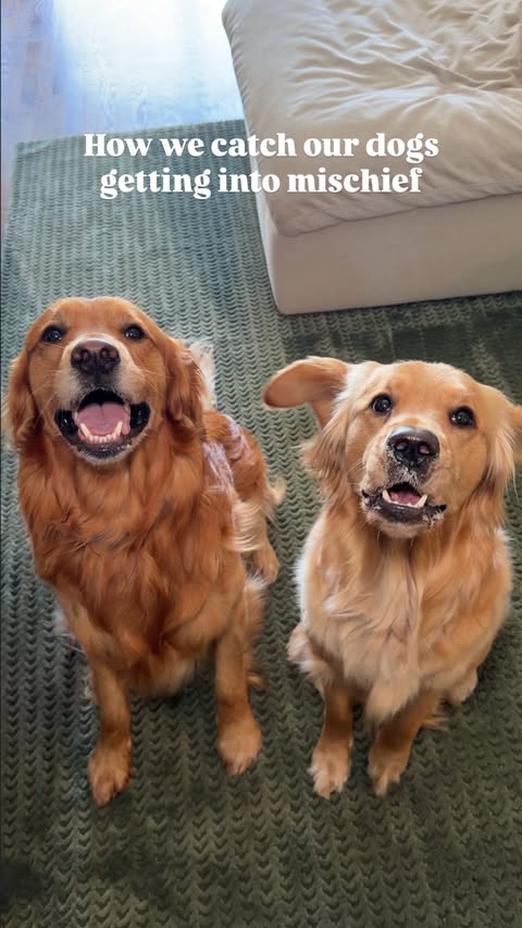 Instagram post by @poethegoldie for Furbo. Caption reads: [...] do it even while we are home 😂 With the....