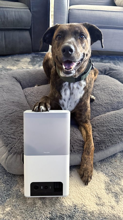 Instagram post by @livinmyrexlife for Petcube. Caption reads: [...] time just upgraded! 🎥✨

Just installed....