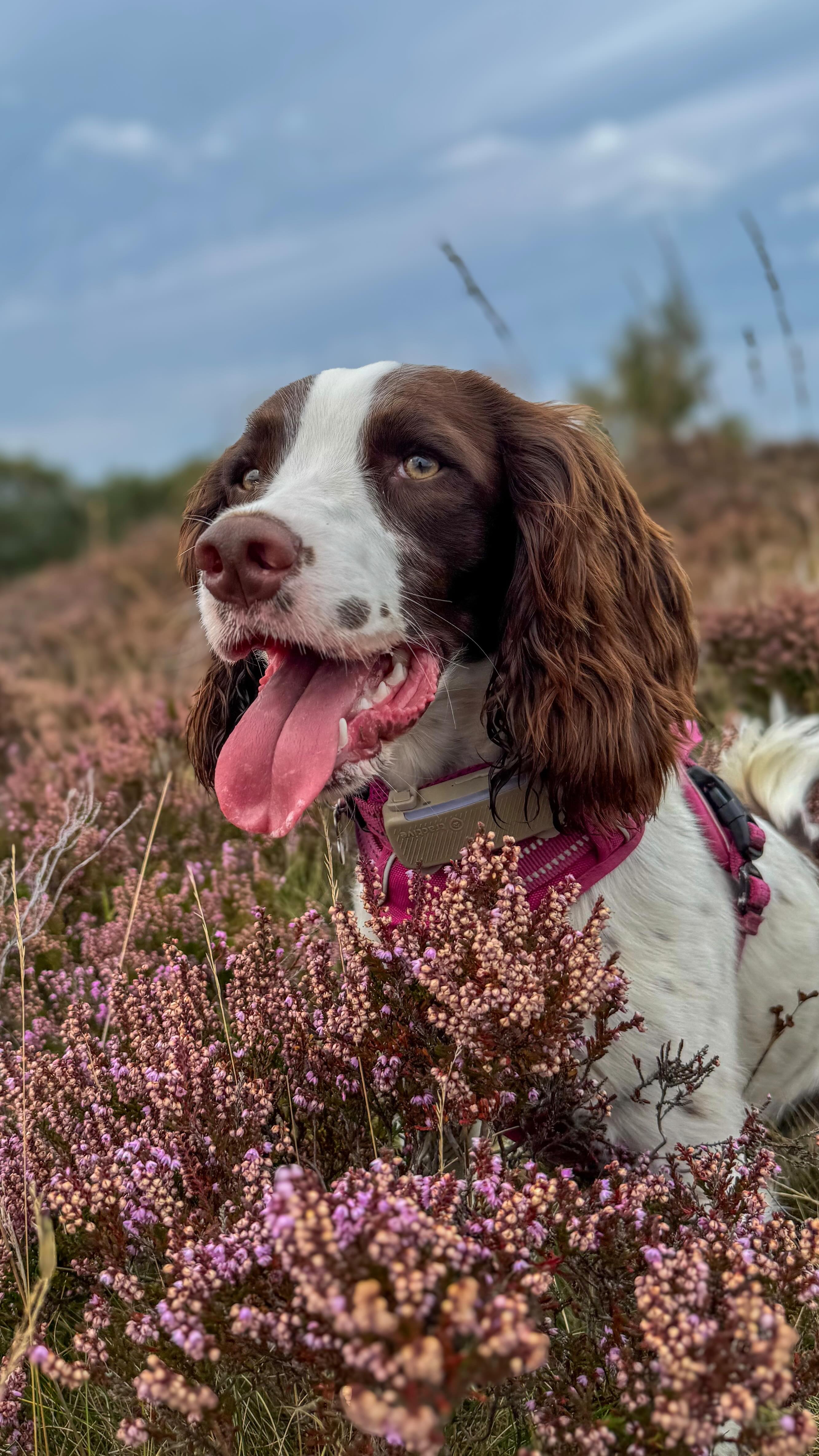 Instagram post by @beckyandthespaniels for Tractive. Caption reads: A must-have for adventurous dogs 🐾

We’ve been....