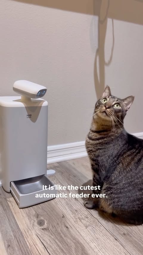 Instagram post by @buddy_bella_birdie for Hholove. Caption reads: #ad Our new automatic feeder = game changer. 😻 I....