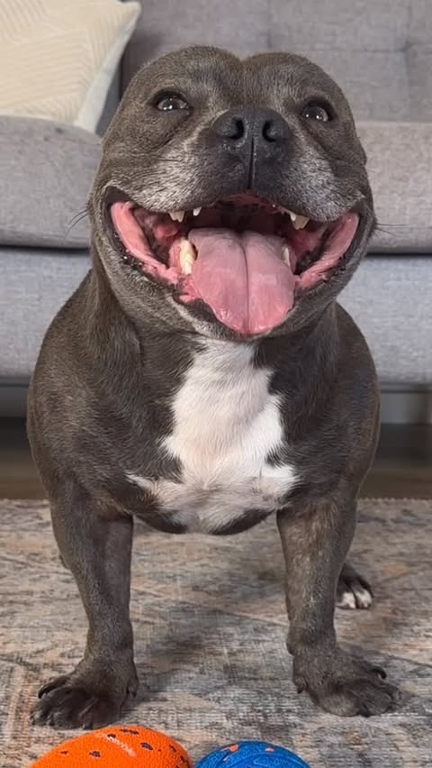 Instagram post by @tommybluestaff for Cheerble. Caption reads: [...] absolutely LOVING the Wicked Balls by....