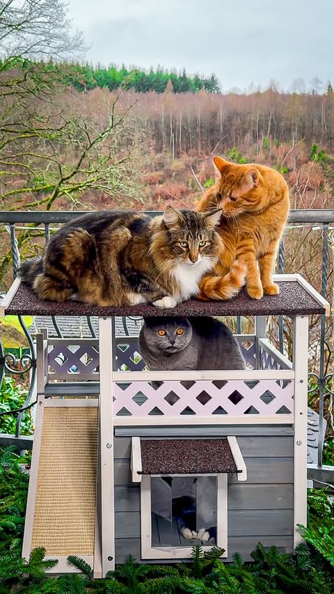 Instagram post by @blues_fleecircus for Petsfit. Caption reads: [...] one cozy kingdom. 🏡✨
Our new @petsfit.us....