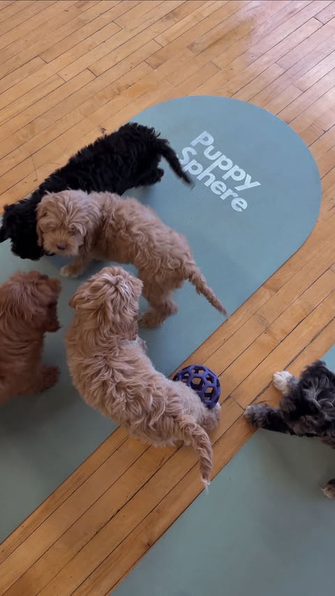 Instagram post by @antoinettemaa for Puppysphere. Caption reads: [...] my teen - yoga with puppies at....