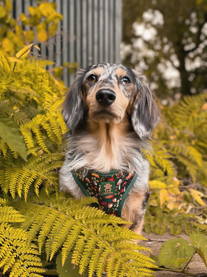 Instagram post by @louie.minidachshund for Paw Couture. Caption reads: 🐿️🍂🍄‍🟫 @wearepawcouture has smashed it again....