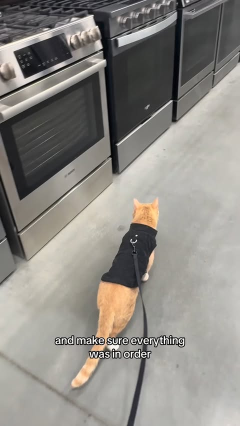 Instagram post by @embertheorangecat for Made by Nacho. Caption reads: Welcome to a highly requested “day in the life” of....