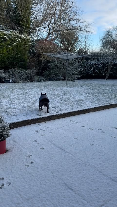 Instagram post by @louie_toes_frenchie for Spark Paws. Caption reads: [...] Water-Resistant Jacket - Cosmic from....