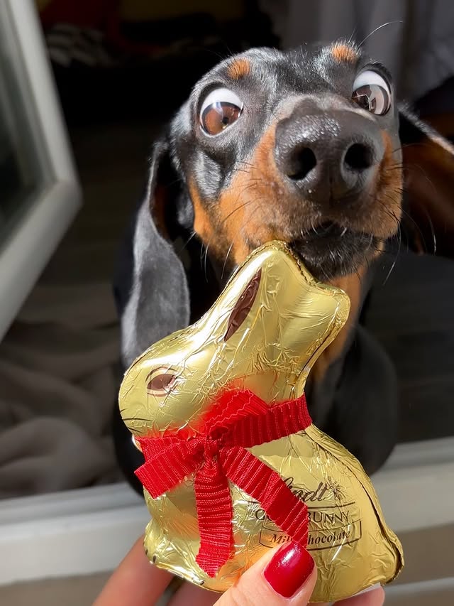 Instagram post by @noaathemini for Lindt. Caption reads: Looks like a bunny. Smells like chocolate. What’s....