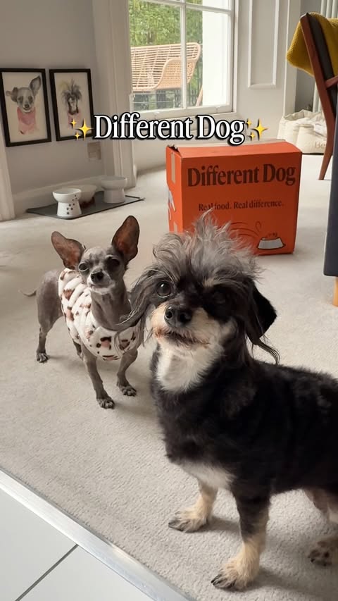 Instagram post by @betty_and_bean for Different Dog. Caption reads: [...] | AD Betty & Bean have been eating....