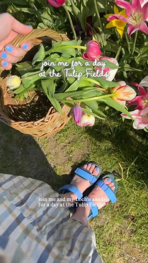 Instagram post by @lucy_cardigan for Merry People. Caption reads: [...] me for a day at the tulip fields with....