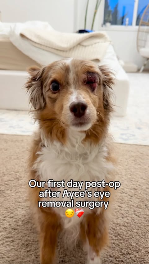 Instagram post by @ayce.and.aria for Native Pet. Caption reads: Hard to believe this was already two weeks ago —....