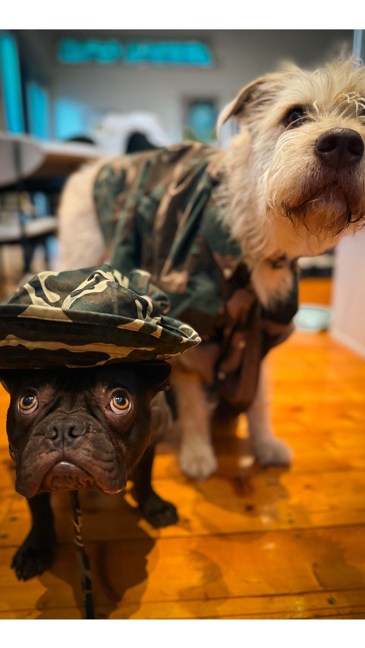 Instagram post by @senatorbriggs for Universal Musiek. Caption reads: These Dogs of war have been waiting for this....