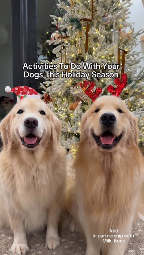 Instagram post by @maui_thegoldenpup for Milk-Bone. Caption reads: [...] joyful with our dogs and @milkbone’s limited....