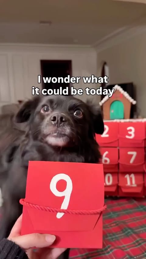 Instagram post by @vaderthebordercollie for TJ Maxx. Caption reads: Sweet Vader boy dog is on day 9 of his Christmas....