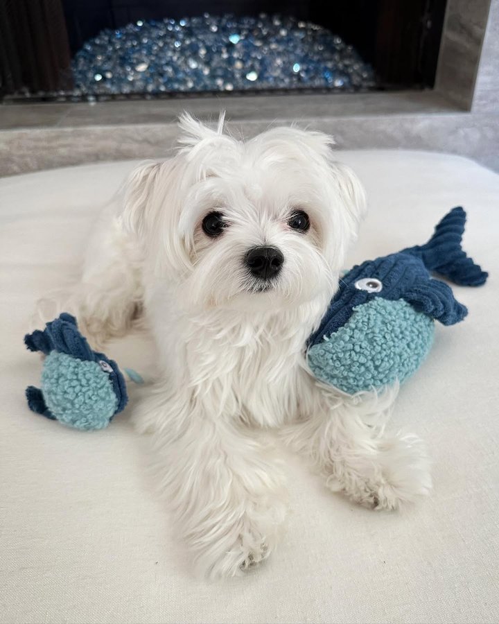 Instagram post by @mochifloof for PupBox. Caption reads: Wishing everyone a whale-y great weekend! 🐋😂🐶🐾....