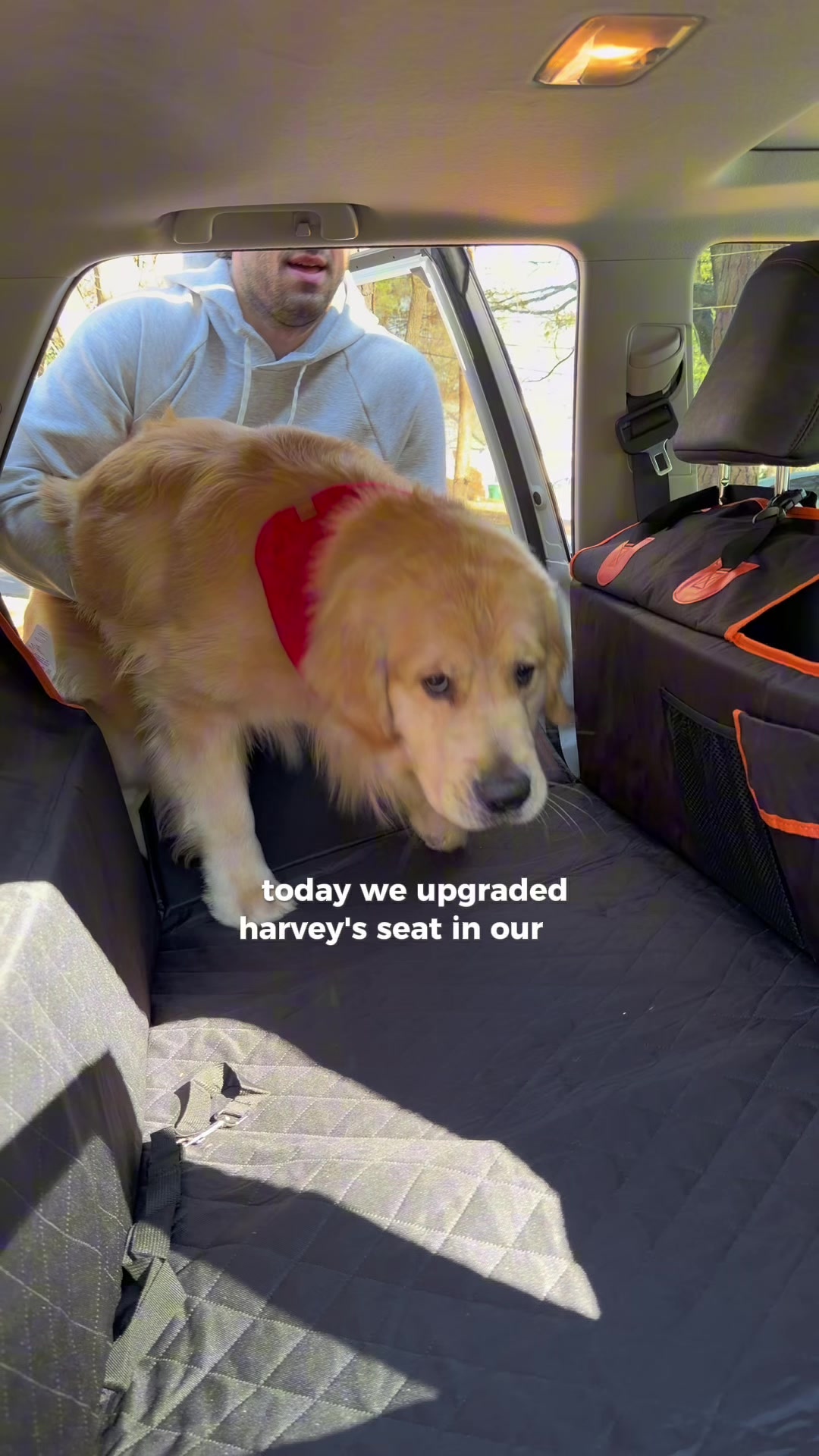 TikTok post by @mygoldenharvey for Pecute. Caption reads: [...] Seriously so happy we got this for him!....