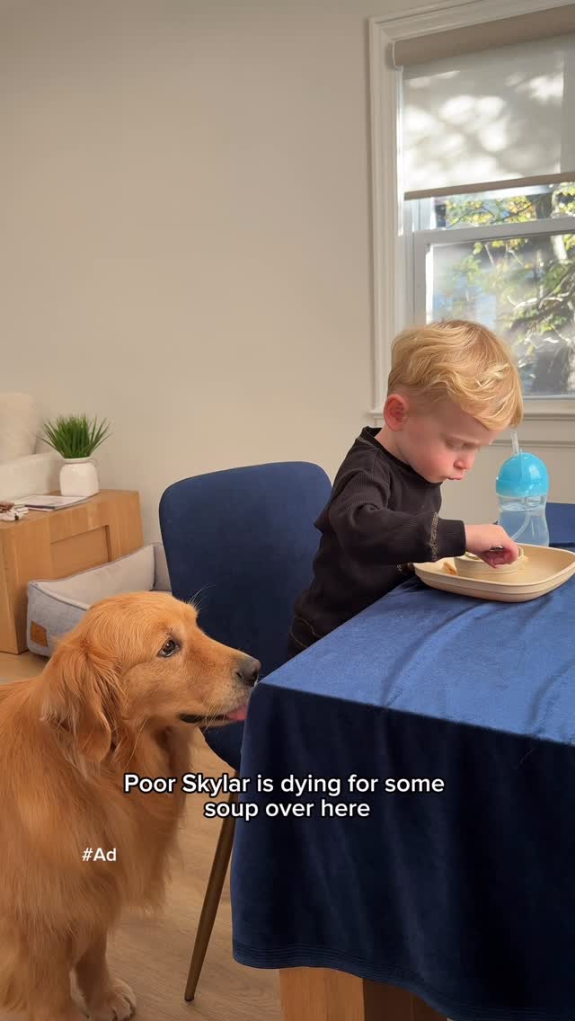 Instagram post by @skylars.the.limit for Solid Gold Pet. Caption reads: [...] out… so I found her version!
The....