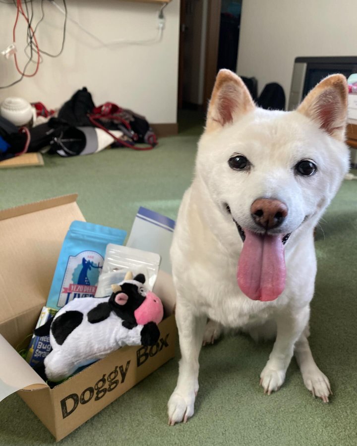 Instagram post by @koume_shiba_girl for Doggy Box. Caption reads: I’ve been really well taken care of by Doggy Box....