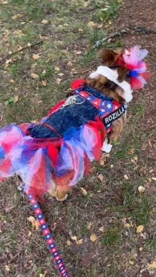 Instagram post by @happy_rosie_paws for Bullhug. Caption reads: [...] am I wearing? My God Bless America 🇺🇸....