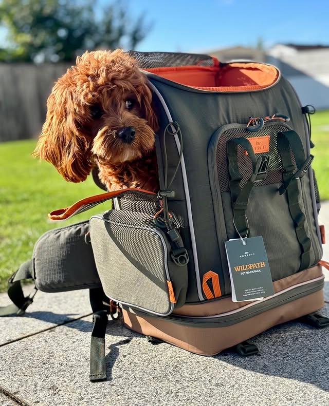 Instagram post by @rosie.cavapoo.uk for Petsfit. Caption reads: [...] Rosie is all ready in her @petsfit.us....