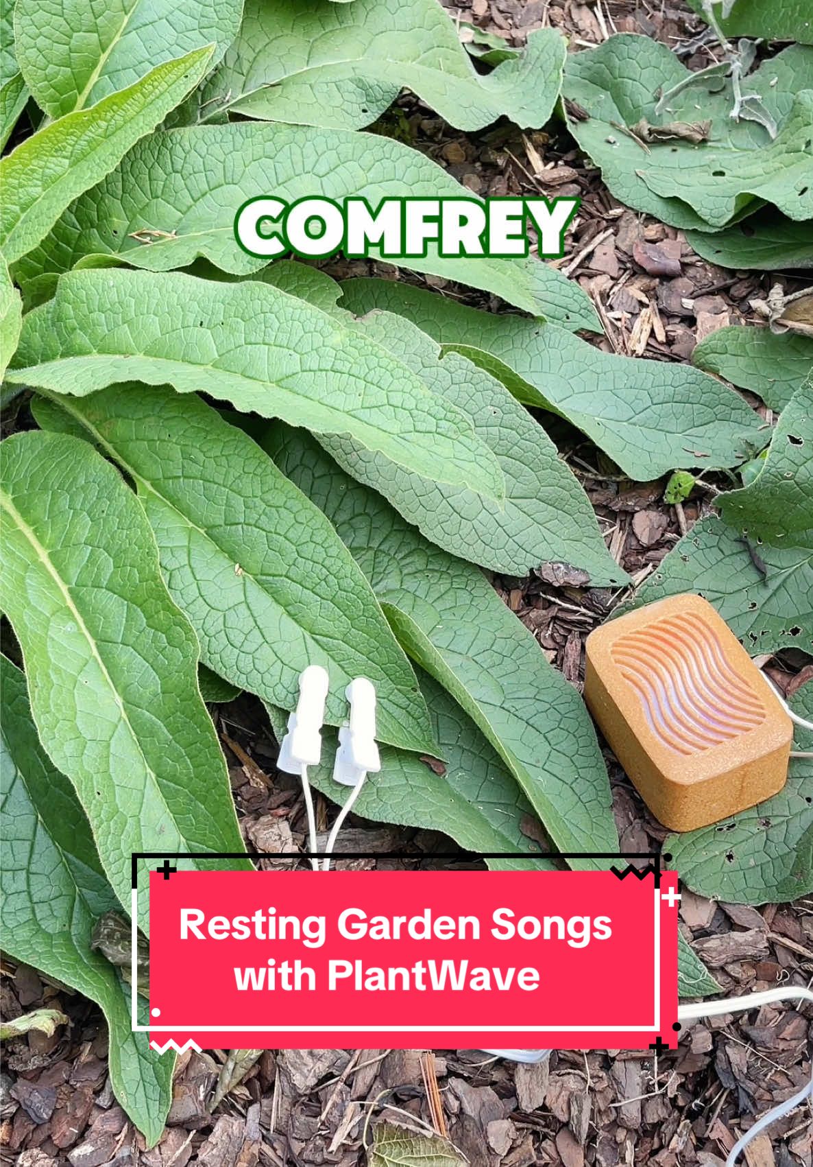 TikTok post by @redleafranch for PlantWave. Caption reads: [...] of the season 🥹 Listening with my....