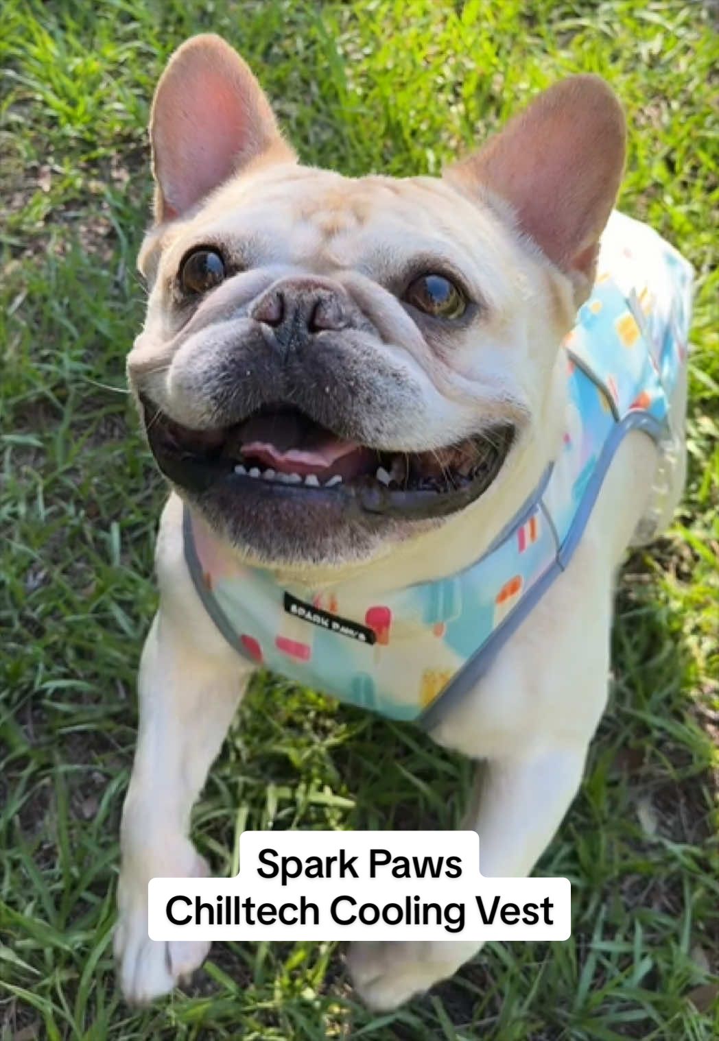 TikTok post by @cremethefrenchie for Spark Paws. Caption reads: [...] Crème wears a size large. @SPARK PAWS....